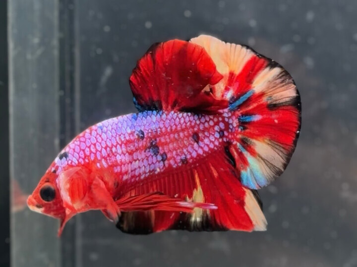 Metallic red base