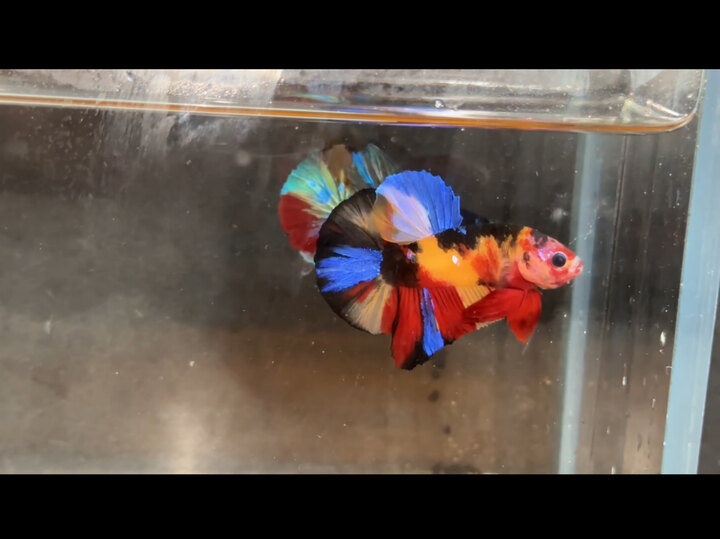 Black Nemo Muti VIP
