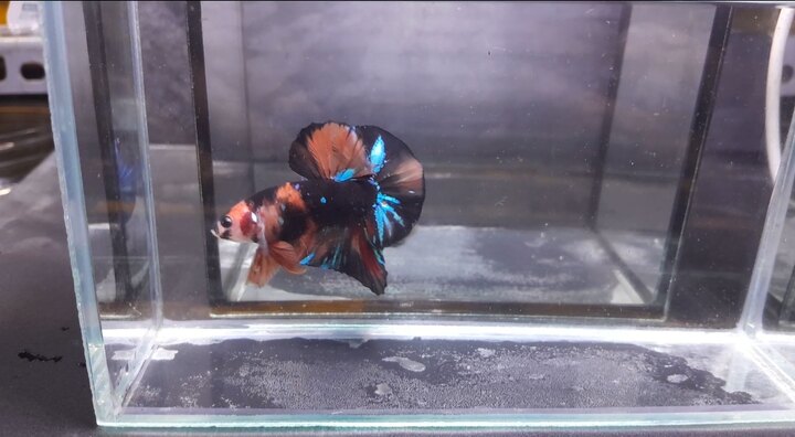 Black Nemo