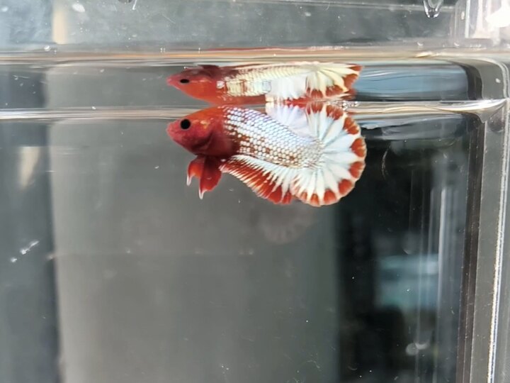 Fancy cp