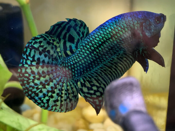 Wild Alien green