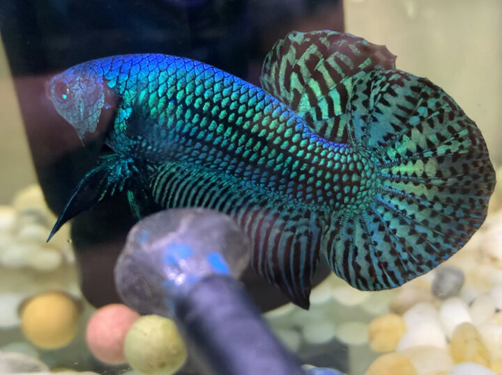 Wild alien green