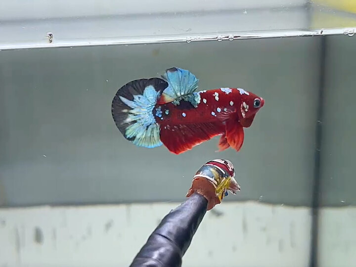 Trống red copper from đẹp
