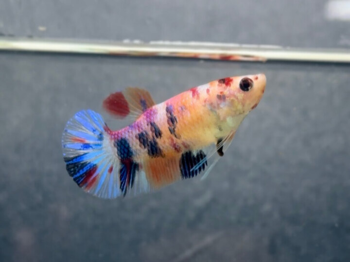 Multicolor metallic female