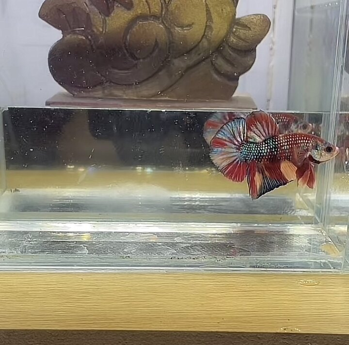 Koi Red Metalic