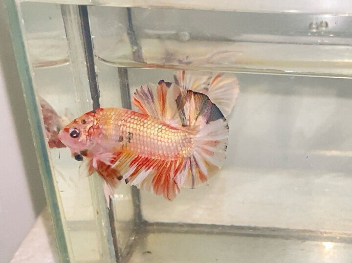 Nemo Copper Gold
