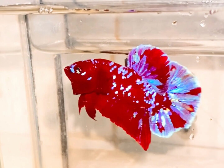 Red violet Galaxy Vẩy Nhuyễn