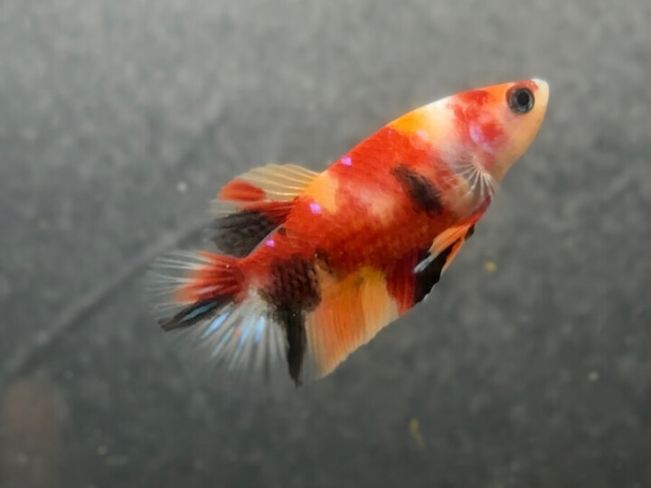 Classic nemo female