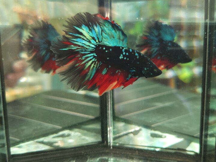 Black nemo galaxy