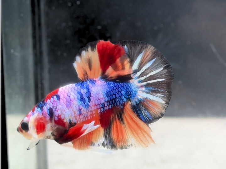 Nemo candy