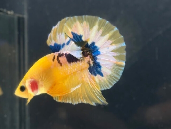 Yellow fancy