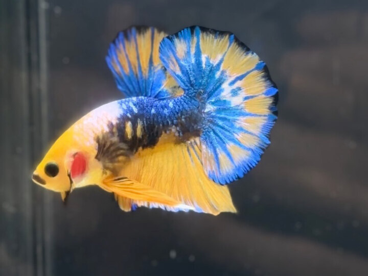 Yellow fancy