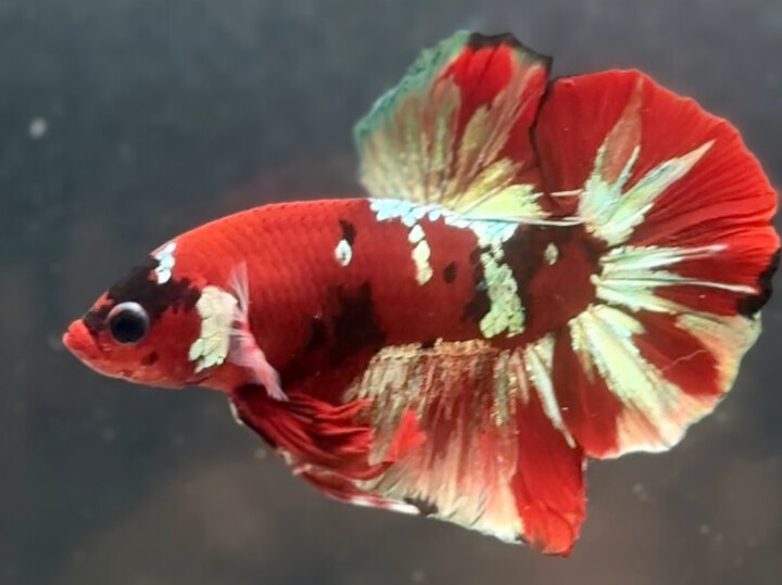Red copper