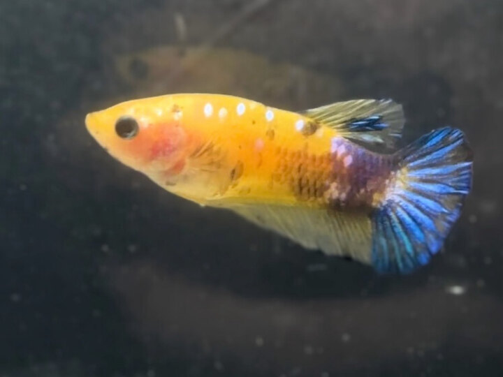 Koi yellow female