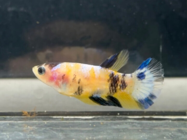 Koi yellow female