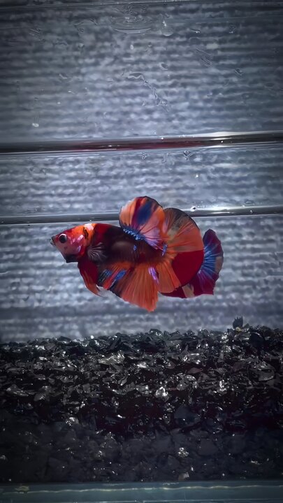 Betta