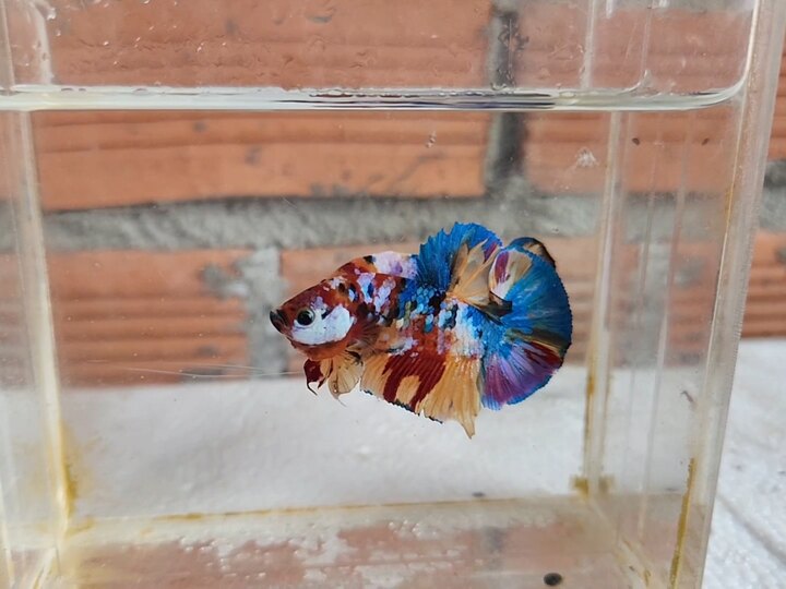 Nemo multicolor