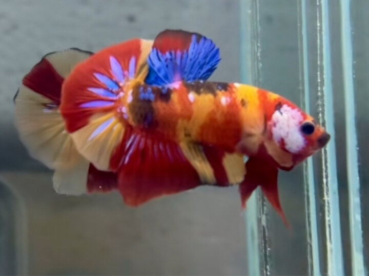 Nemo Fire