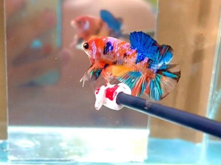 Nemo multi