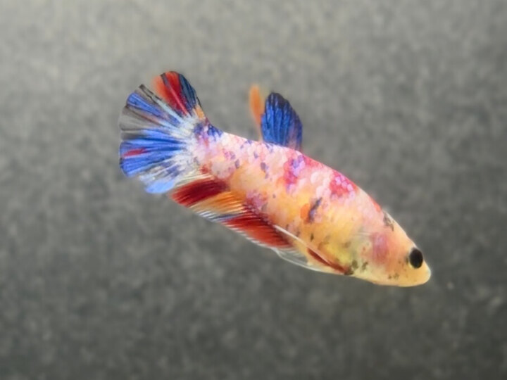 Candy metallic female