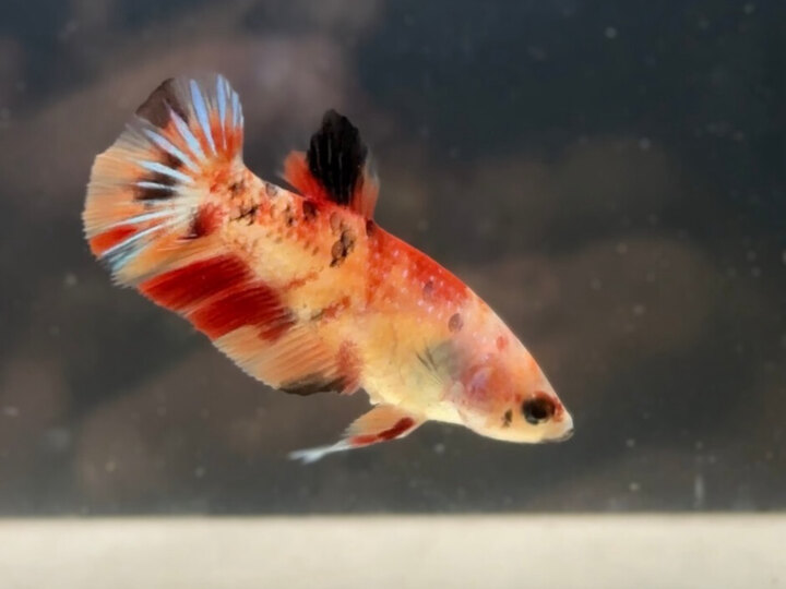 Nemo metallic female