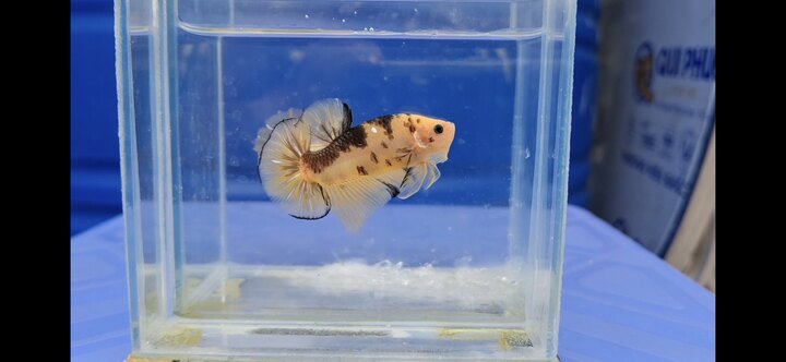 Koi yellow