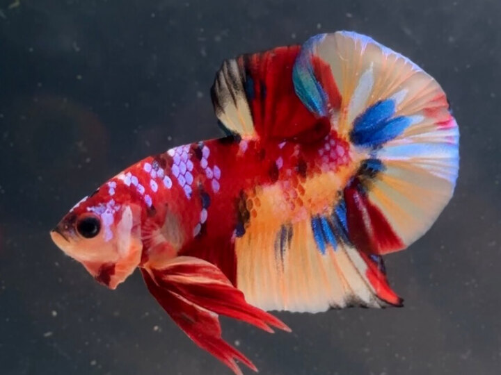 Nemo galaxy