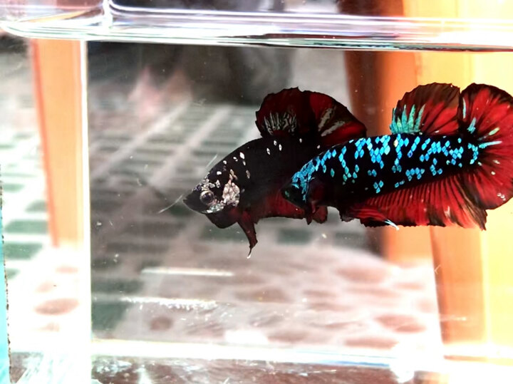 1 cập trống  1 black copper 1black blue