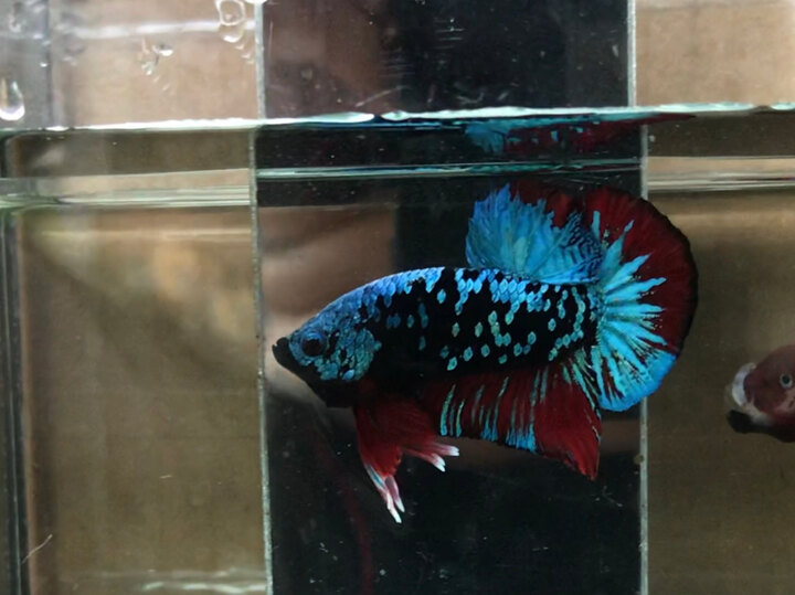 Black blue