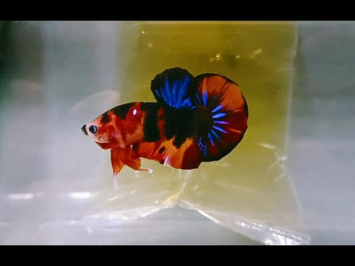 Trống black Nemo