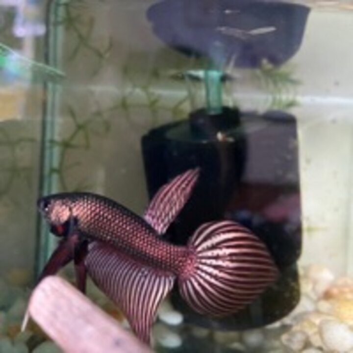Wild samagadina