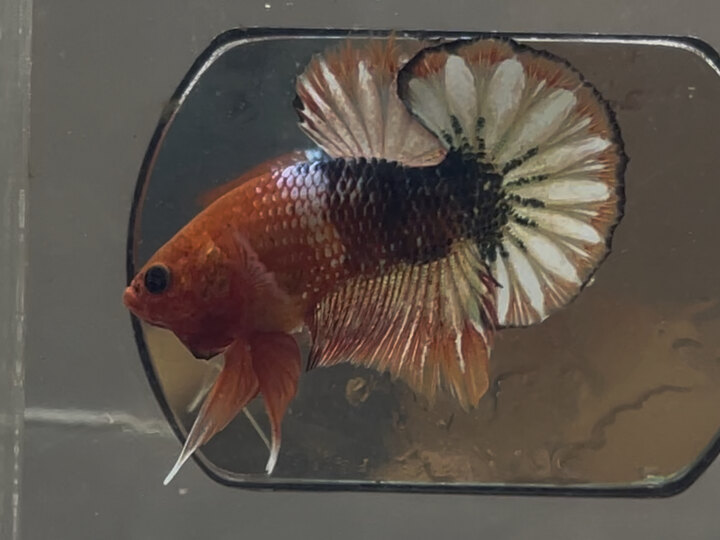 Orange Fancy Copper