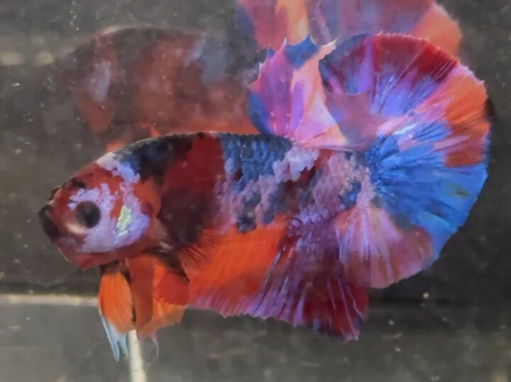 Nemo Muti