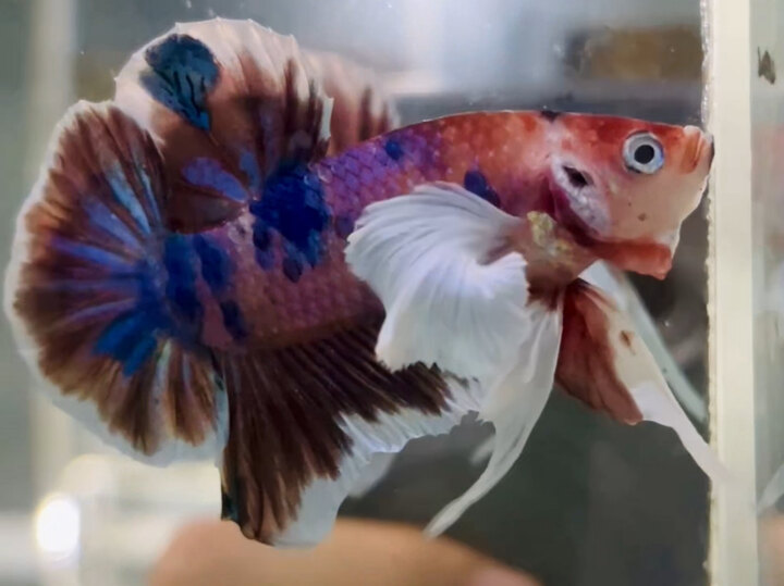 TRỐNG DUMBO KOI 100K