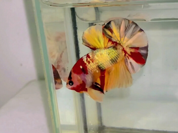 Nemo Copper Gold Head Vip