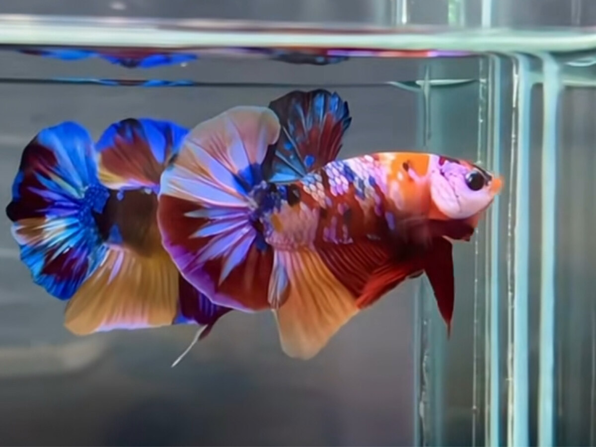 Nemo glx