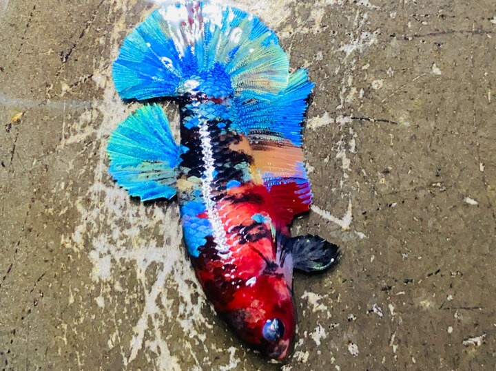 Nữ nemo multi