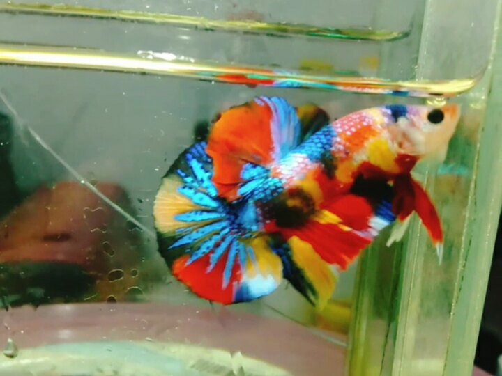 multicolor metilic