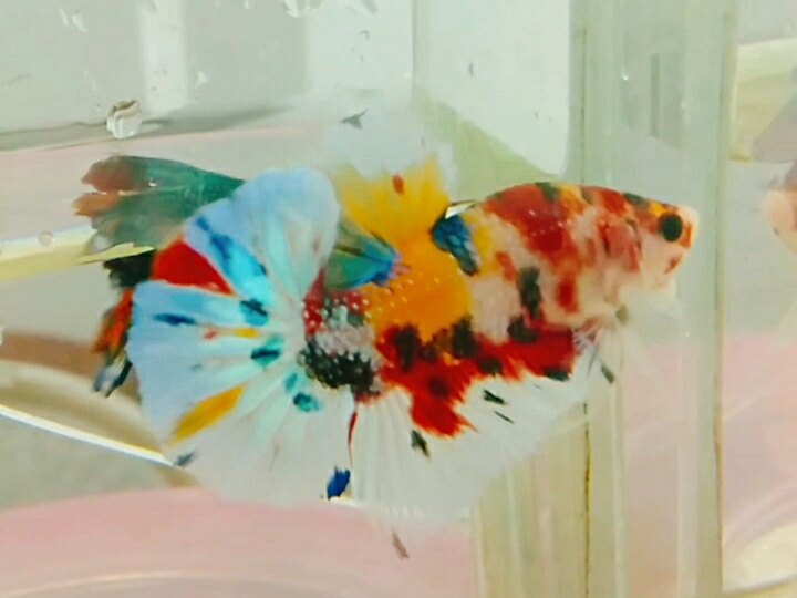 Nemo metilic