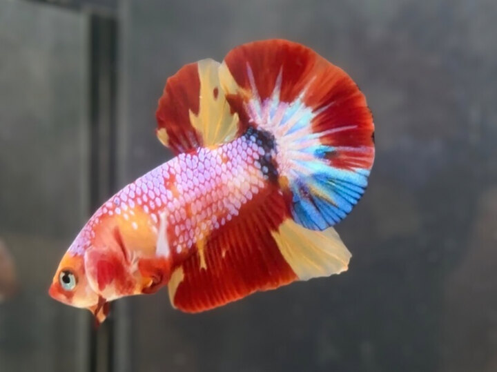Nemo galaxy