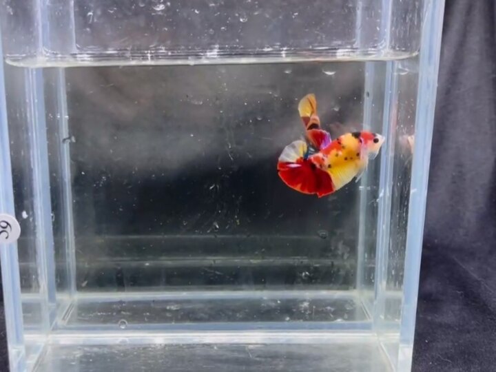 Nemo Nhìn là dứt