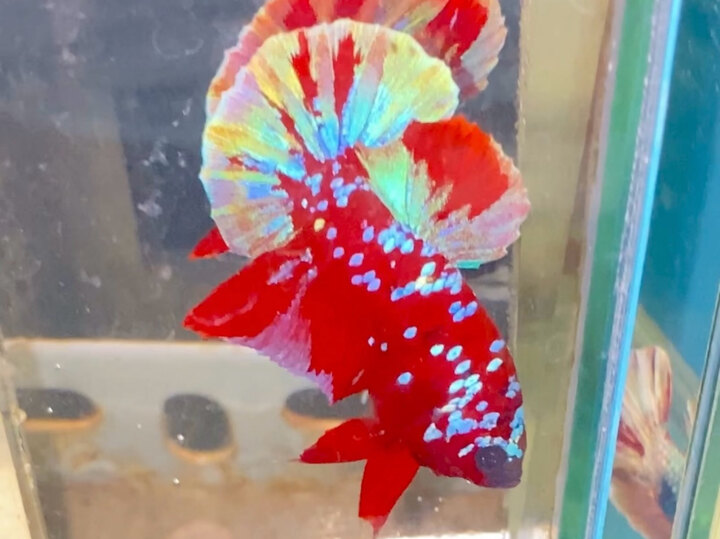 Red Gold Galaxy Bullet Head
