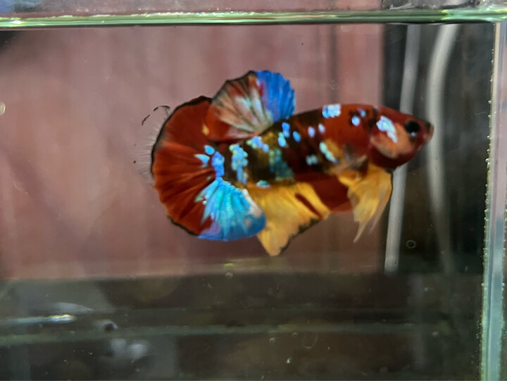 Nemo glx