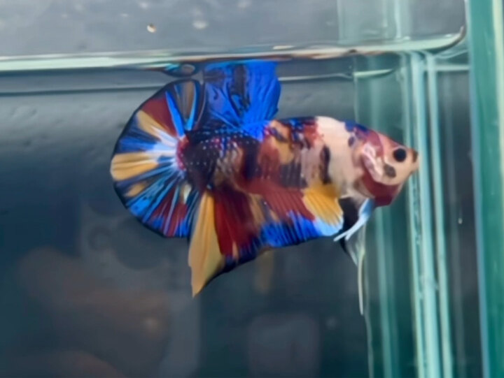 Nemo multi