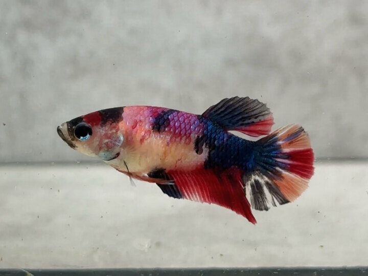 Multi metallic female