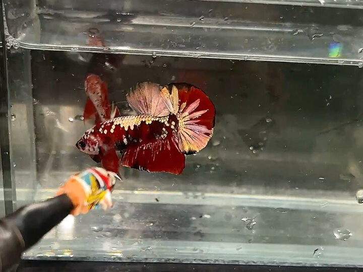 Red copper