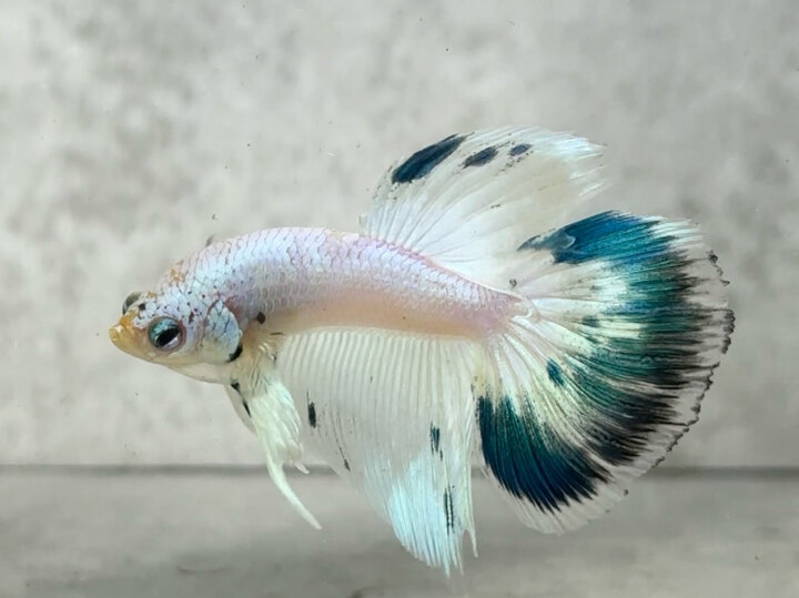 Marble halfmoon