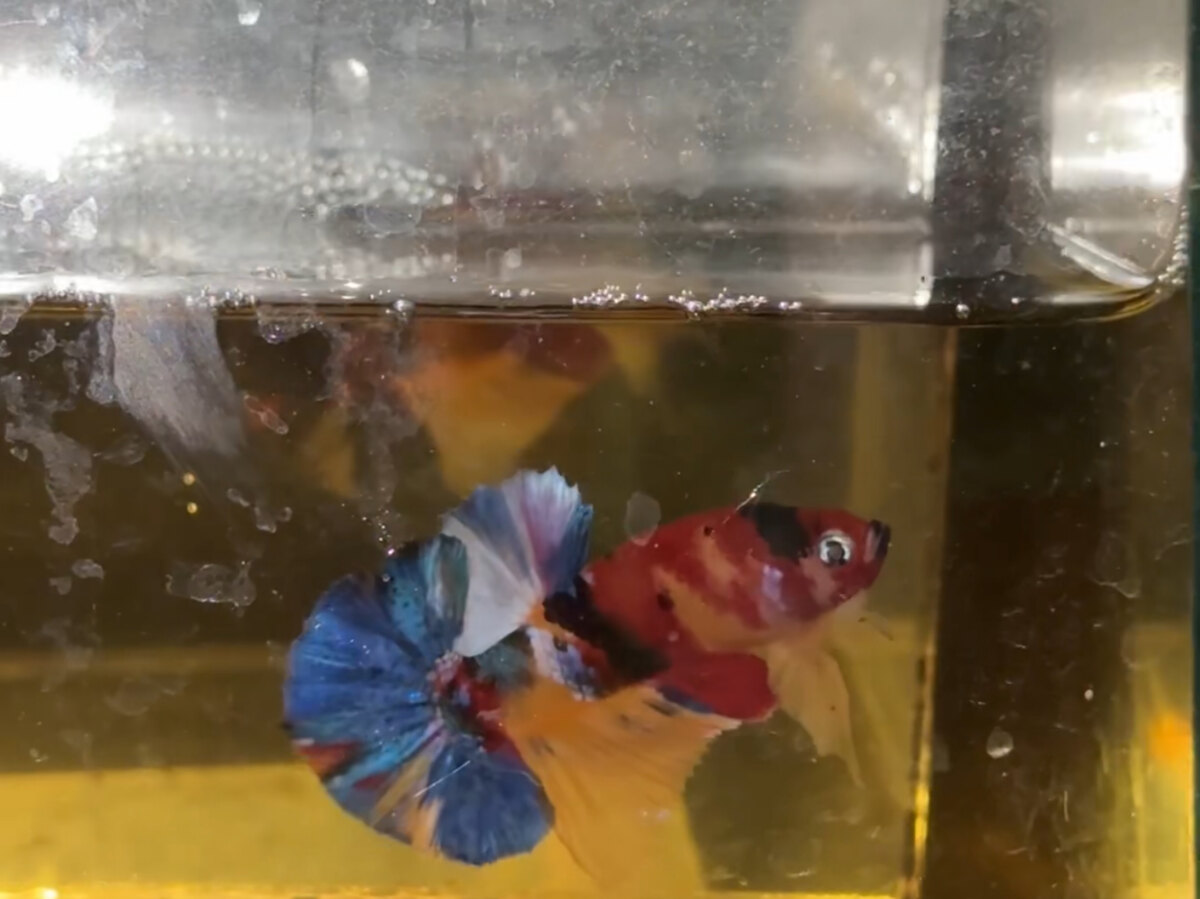 Nemo Muti vàng