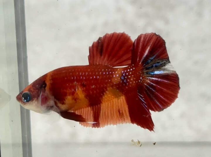 Nemo metallic female