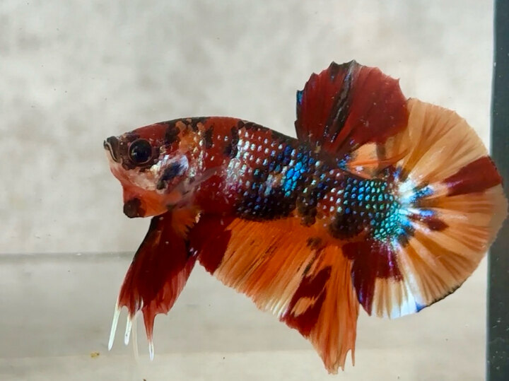 Nemo metallic